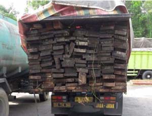 Polisi Amankan Truk Bermuatan Kayu dari Cagar Bisofer Riau